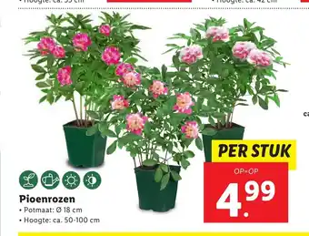 Lidl Pioenrozen aanbieding