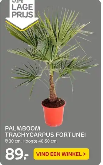 Praxis Palmboom trachycarpus fortunei 30cm aanbieding