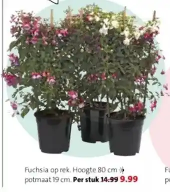 Intratuin Fuchsia op rek aanbieding