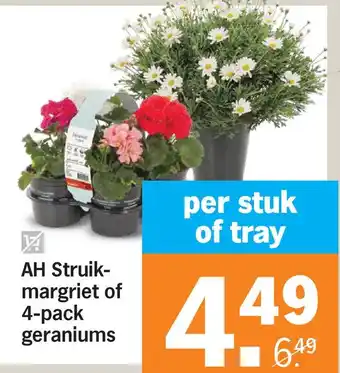 Albert Heijn Ah struik- margriet of 4-pack geraniums aanbieding