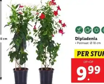 Lidl Dipladenia aanbieding