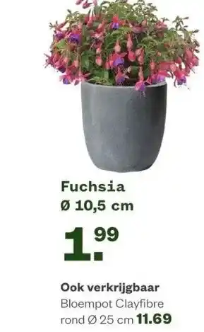 Welkoop Fuchsia ø 10,5 cm aanbieding