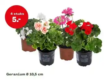 Welkoop Geranium ø 10,5 cm aanbieding