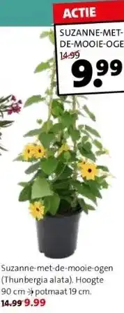 Intratuin Suzanne-met-de-mooie-ogen (thunbergia alata). hoogte 90 cm potmaat 19 cm. 14.99 9.99 aanbieding