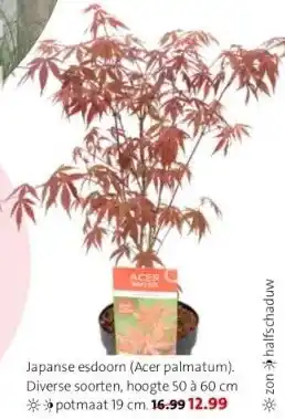 Intratuin Japanse esdoorn (acer palmatum). aanbieding