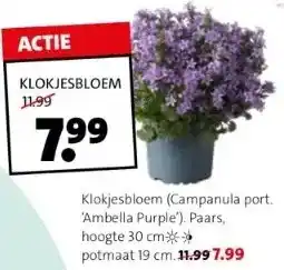 Intratuin Klokjesbloem (campanula port. 'ambella purple'). paars, hoogte 30 cm-** potmaat 19 cm. 11.997.99 aanbieding