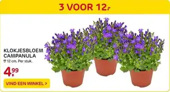 Praxis Klokjesbloem campanula aanbieding