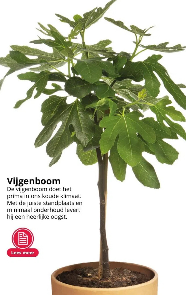 Vijgenboom aanbieding bij GroenRijk