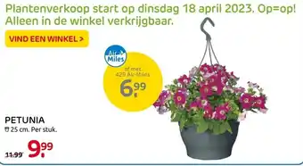 Praxis Petunia 25cm aanbieding