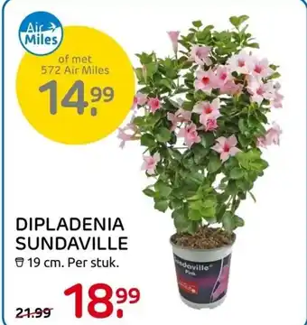 Praxis Dipladenia sundaville 19cm aanbieding