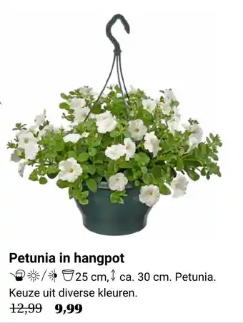 TuinWereld Petunia in hangpot aanbieding