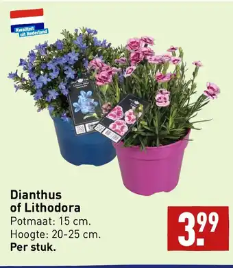 ALDI Dianthus of Lithodora aanbieding