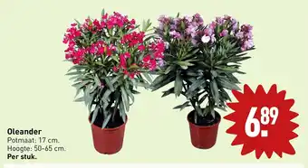 ALDI Oleander aanbieding