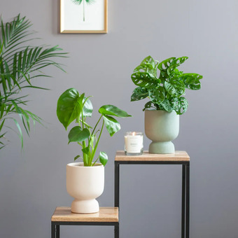 Plantje.nl Monstera duo aanbieding