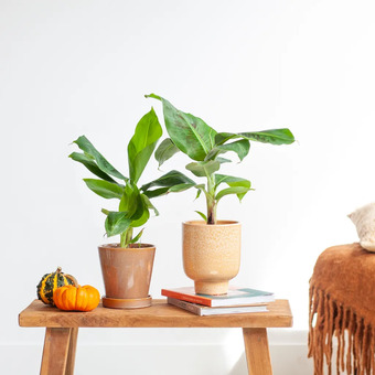 Plantje.nl Musa duo aanbieding