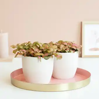 Plantje.nl Fittonia duo aanbieding