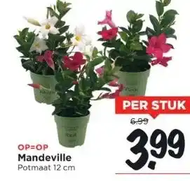 Vomar Voordeelmarkt Op=op mandeville potmaat 12 cm aanbieding