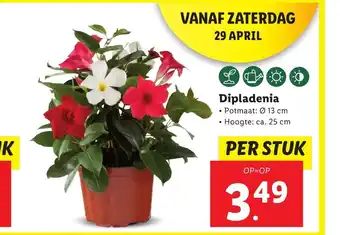 Lidl Dipladenia aanbieding