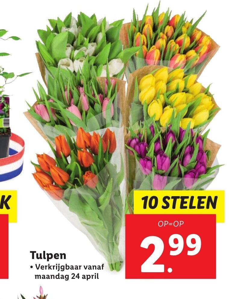 Tulpen 10 stelen aanbieding bij Lidl