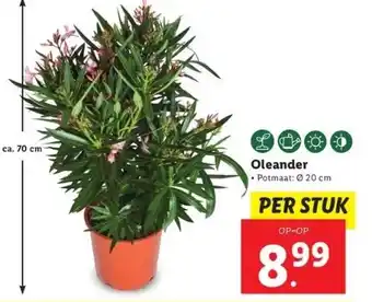 Lidl Oleander aanbieding