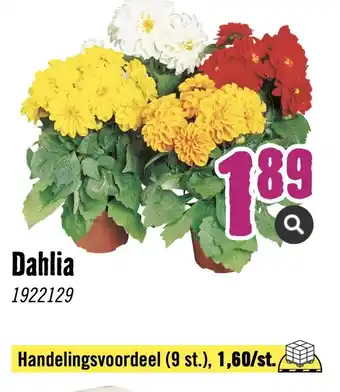 Hornbach Dahlia aanbieding