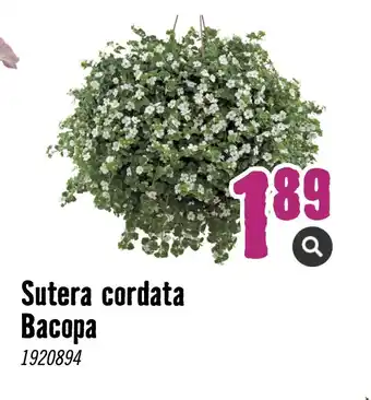 Hornbach Sutera cordata bacopa # aanbieding