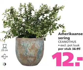 Ranzijn Amerikaanse sering aanbieding