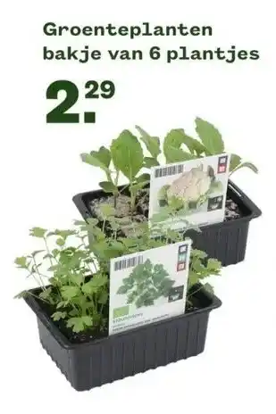 Welkoop Groenteplanten bakje van 6 plantjes aanbieding