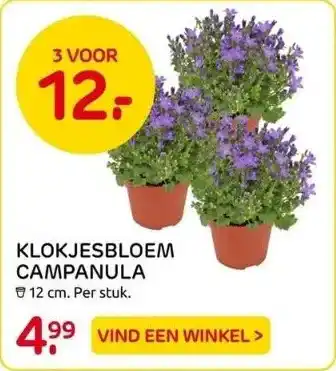 Praxis Klokjesbloem campanula aanbieding