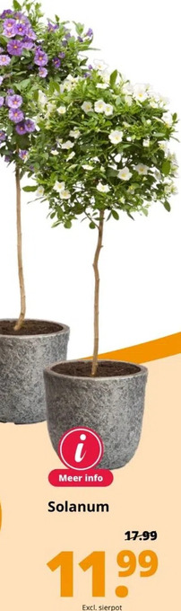 GroenRijk Solanum aanbieding