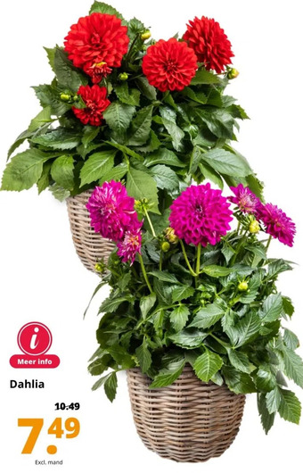 GroenRijk Dahlia aanbieding