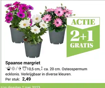 Life & Garden Spaanse margriet aanbieding