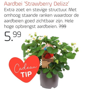Coppelmans Aardbei 'strawberry delizz' aanbieding