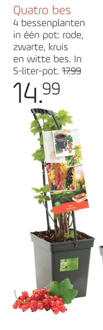 Coppelmans Quatro bes aanbieding