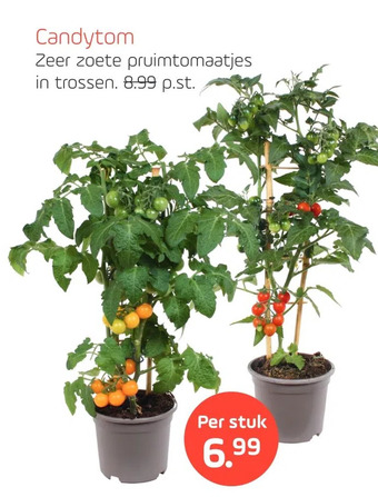 Coppelmans Candytom aanbieding