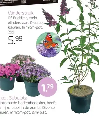 Coppelmans Vlinderstruik aanbieding