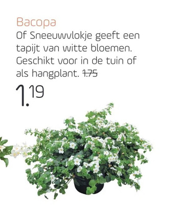 Coppelmans Bacopa aanbieding