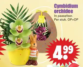 Dirk Cymbidium orchidee aanbieding