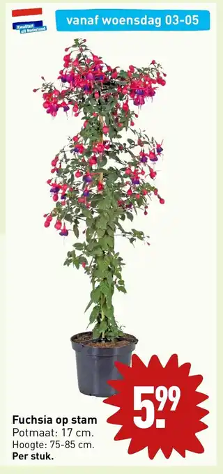 ALDI Fuchsia op stam aanbieding