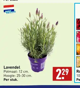 ALDI Lavendel aanbieding