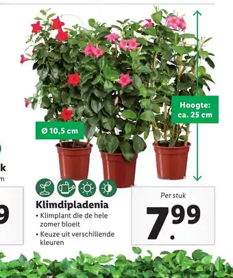 Lidl Klimdipladenia aanbieding