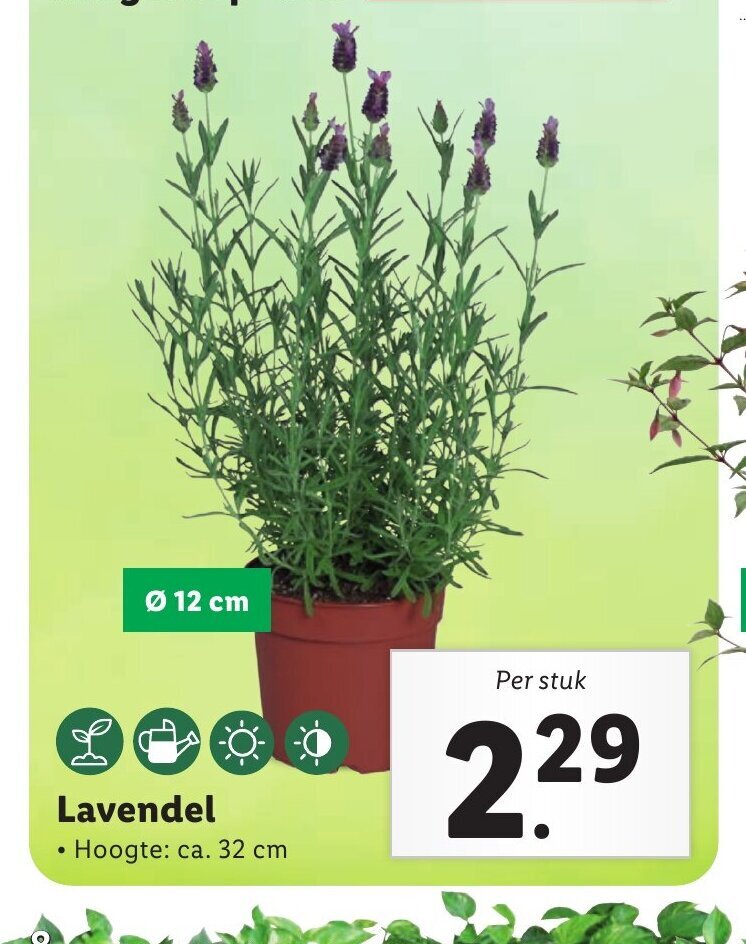 Lavendel aanbieding bij Lidl