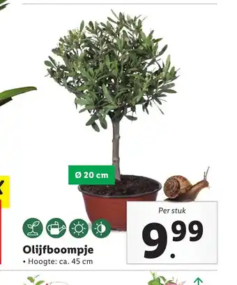 Lidl Olijfboompje Ø 20 cm aanbieding