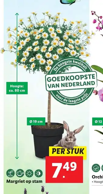 Lidl Margriet op stam Ø 19 cm aanbieding