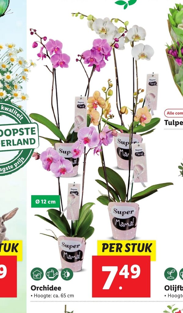 Orchidee aanbieding bij Lidl