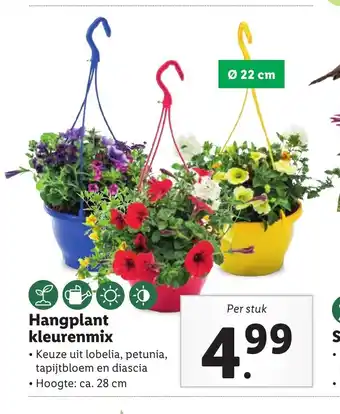 Lidl Hangplant kleurenmix aanbieding