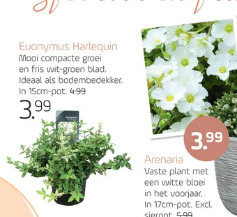 Coppelmans Euonymus harlequin aanbieding