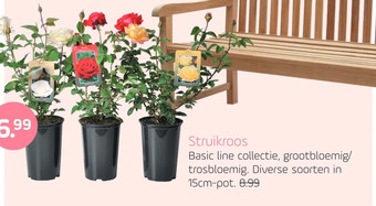 Coppelmans Struikroos aanbieding