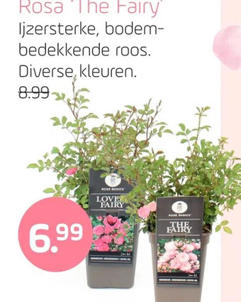Coppelmans Rosa 'the fairy' aanbieding
