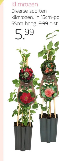 Coppelmans Klimrozen aanbieding